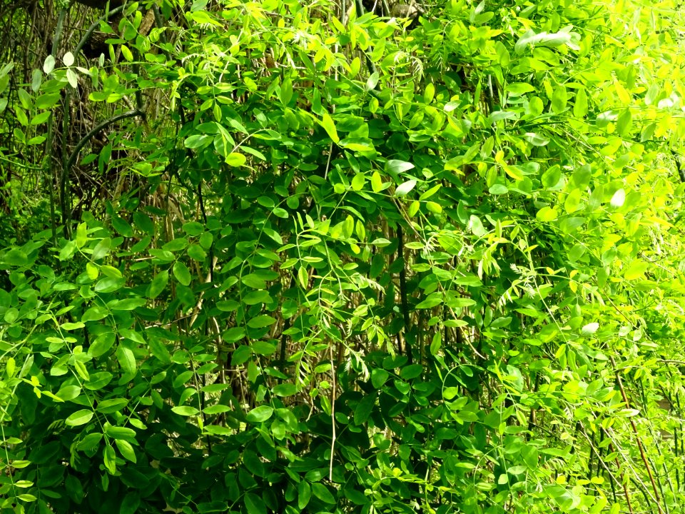Feuilles du Sophora du Japon pleureur, Sophora japonica pe… 