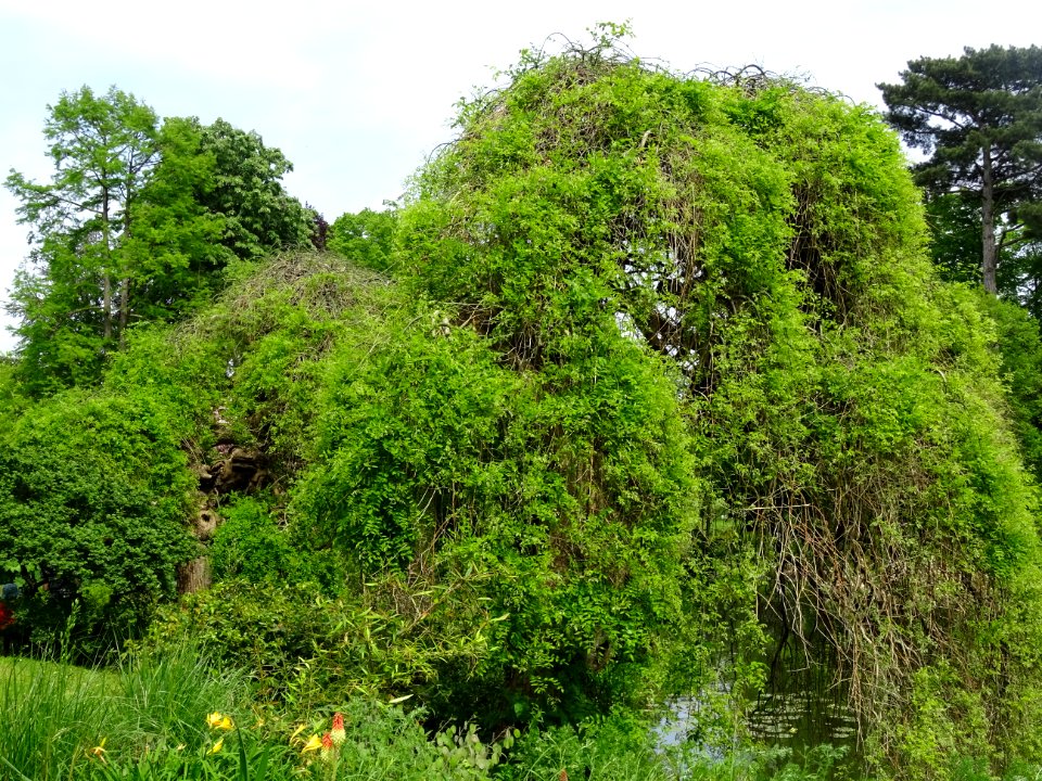 Sophora du Japon pleureur, Sophora japonica pendula, Fabac… 