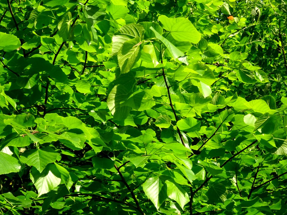 Feuilles du Tilleul à petites feuilles, Tilia cordata, Til… 