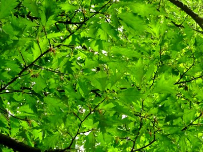 Feuilles du Hêtre à feuilles laciniées, Fagus sylvatica 'L… 