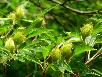 Châtons femelles et feuilles du Hêtre à feuilles laciniées… 