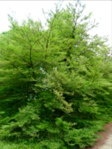 Hêtre à feuilles laciniées, Fagus sylvatica 'Laciniata', F… 