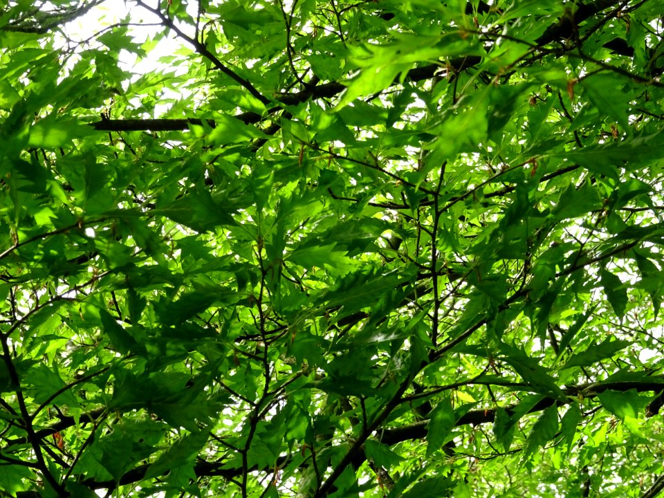 Feuilles du Hêtre à feuilles laciniées, Fagus sylvatica 'L… 