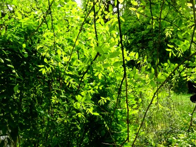 Feuilles du Sophora du Japon pleureur, Sophora japonica pe… 
