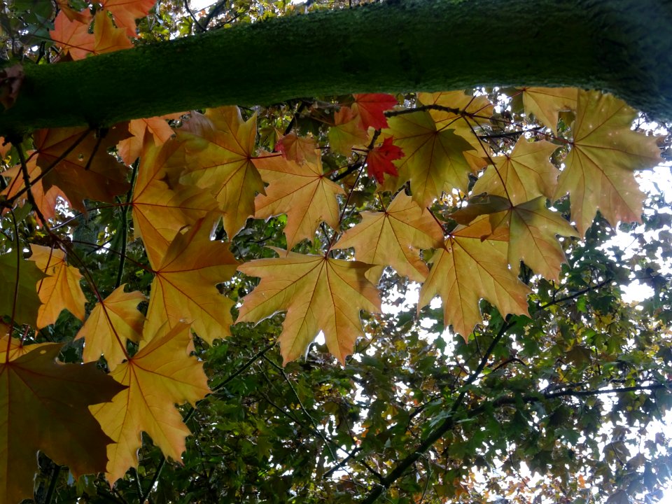 Feuilles d'érable plane Schwedleri Nigrum, Acer platanoide… 