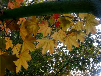 Feuilles d'érable plane Schwedleri Nigrum, Acer platanoide… 