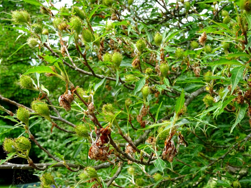 Châtons femelles et feuilles du Hêtre à feuilles laciniées… 