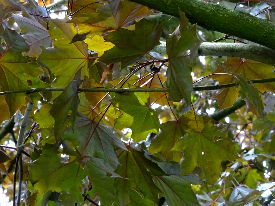 Feuilles d'érable plane Schwedleri Nigrum, Acer platanoide… 