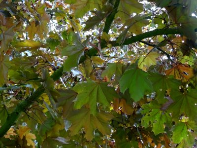 Feuilles d'érable plane Schwedleri Nigrum, Acer platanoide… 