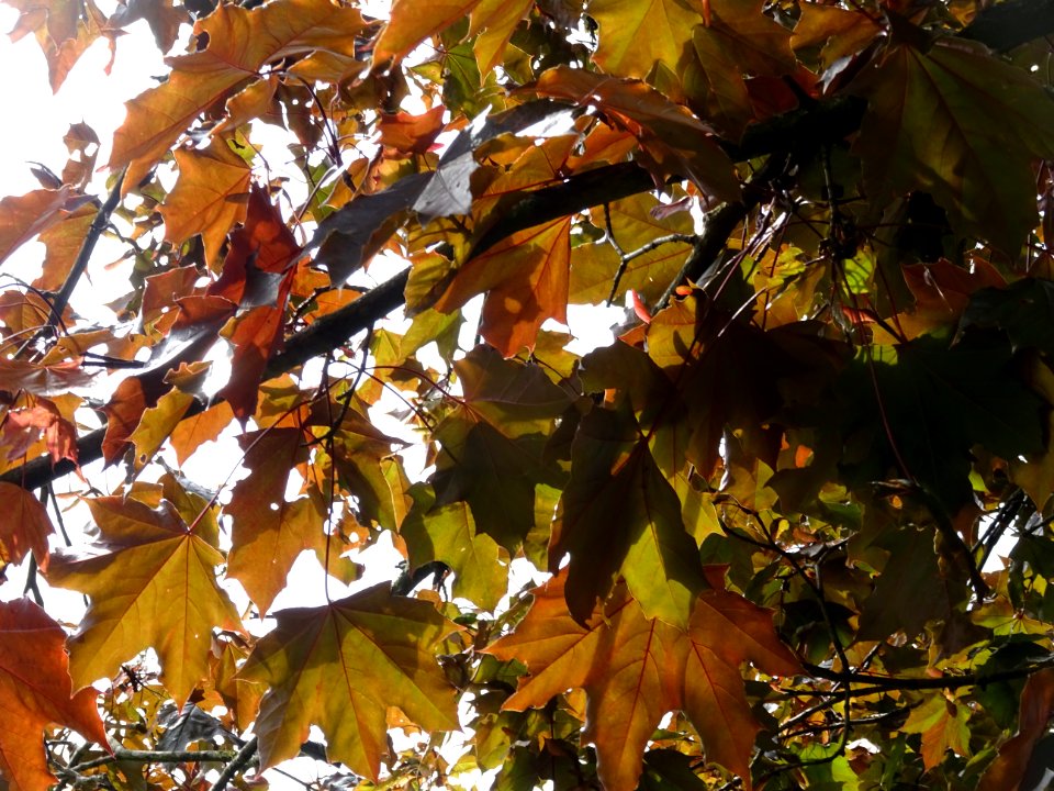 Feuilles d'érable plane Schwedleri Nigrum, Acer platanoide… 