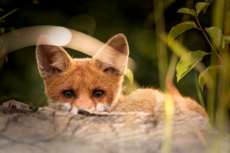 Little fox animals nature photo