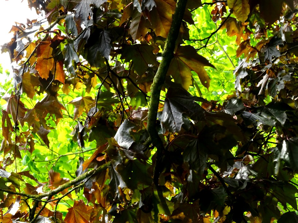 Feuilles d'érable plane Schwedleri Nigrum, Acer platanoide… 