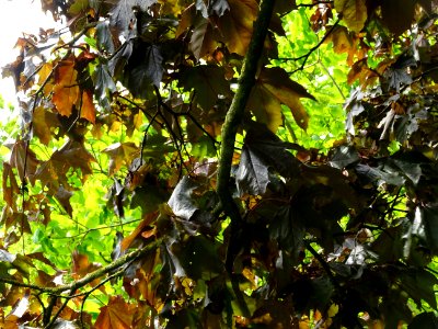Feuilles d'érable plane Schwedleri Nigrum, Acer platanoide… 