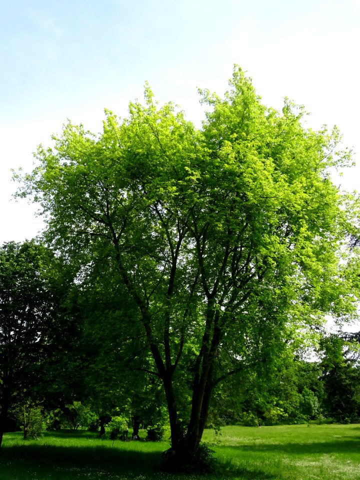 Erable argenté ou lacinié, Acer Saccharinum 'Laciniatum Wi… 