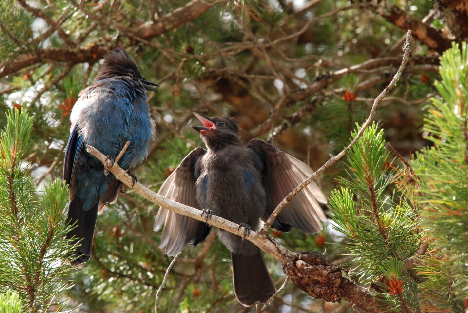 Blue eurasian jay stellar jay