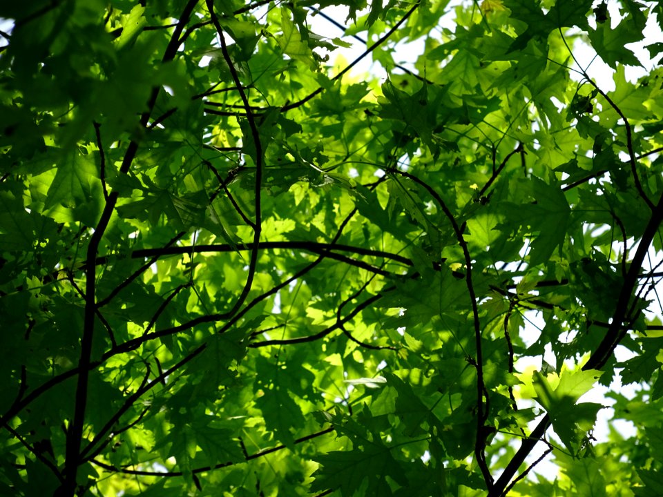 Feuilles de l'Erable argenté ou lacinié, Acer Saccharinum … 