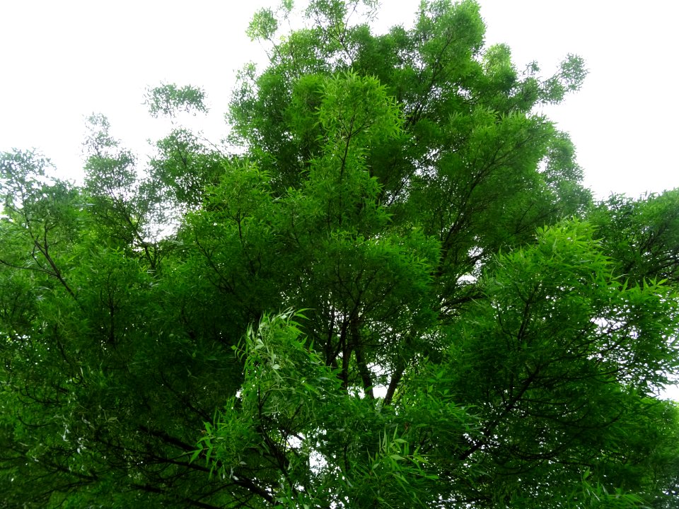 Saule fragile, Salix fragilis, Salicacées 