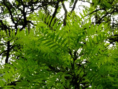 Feuilles et fleurs du Févier d'Amérique doré, Gleditsia tr… 