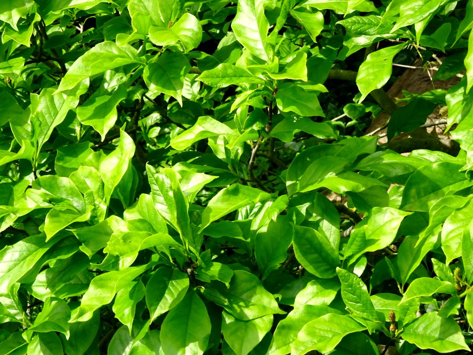 Feuilles du Magnolia à fleurs de lis, Magnolia liliiflora,… 