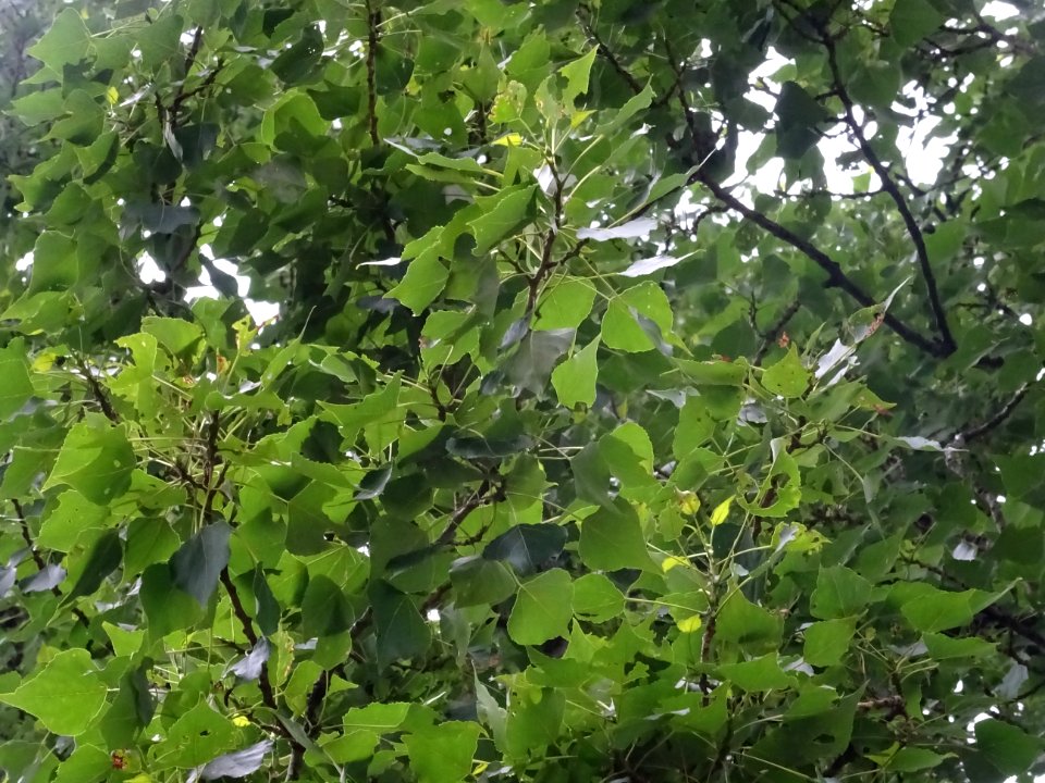 Feuilles du Peuplier noir, Populus nigra, Salicacées 