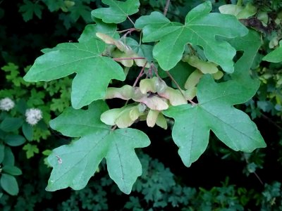 Feuilles et disamares de l'Erable champêtre, Acer campestr… 