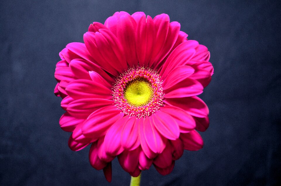 Petals bloom nature