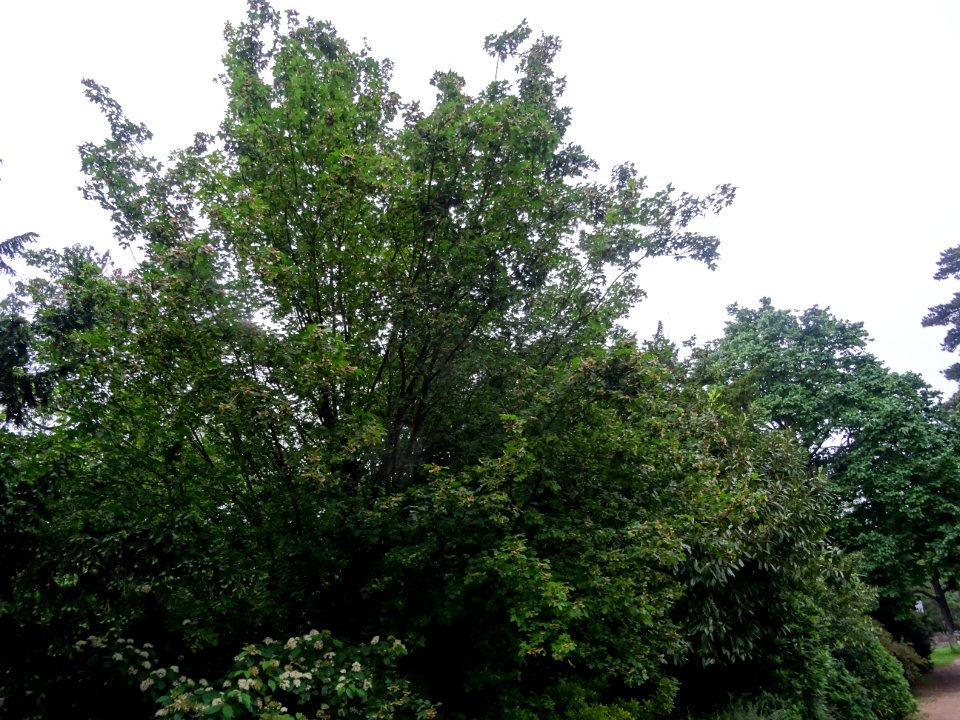 Erable champêtre, Acer campestre, Acéracées 