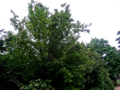 Erable champêtre, Acer campestre, Acéracées photo