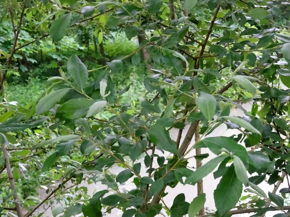 Feuilles du Saule marsault, Salix caprea, Salicacées 