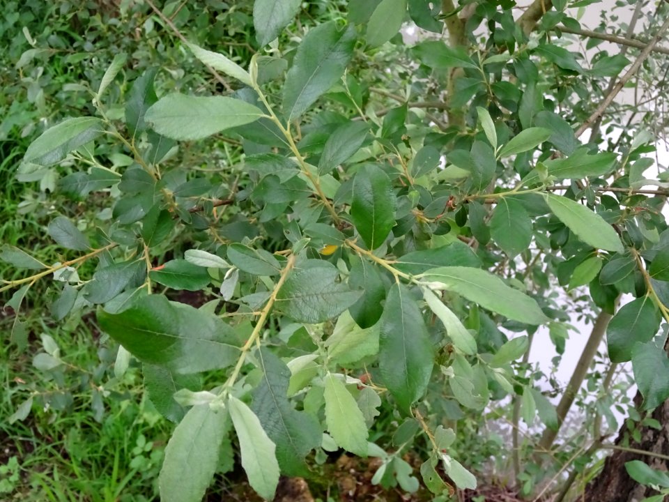 Feuilles du Saule marsault, Salix caprea, Salicacées 
