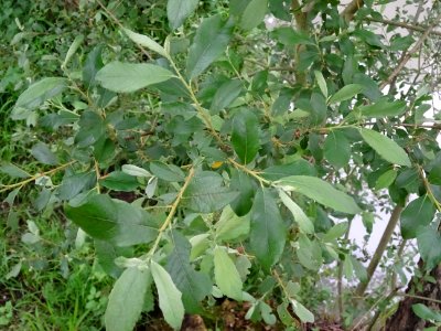 Feuilles du Saule marsault, Salix caprea, Salicacées 