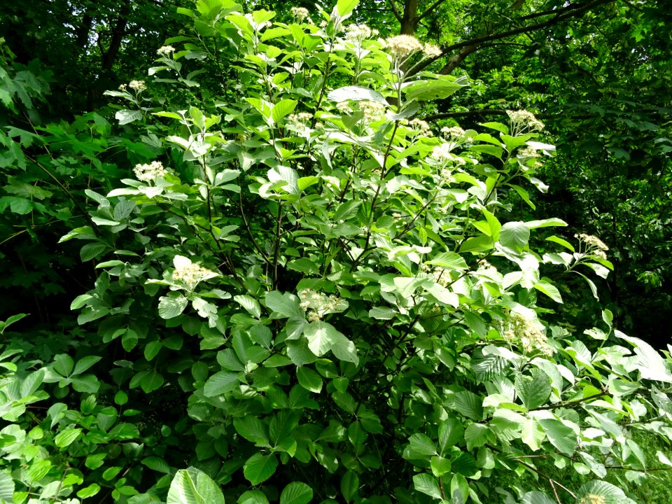 Feuilles et fleurs de l' Alisier blanc, Sorbus aria, Rosac… 
