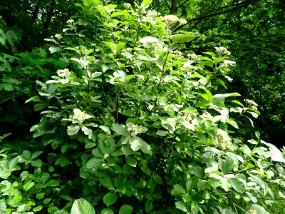 Feuilles et fleurs de l' Alisier blanc, Sorbus aria, Rosac… 