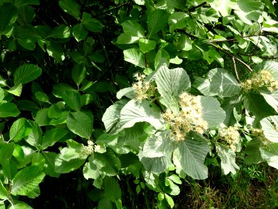 Feuilles et fleurs de l' Alisier blanc, Sorbus aria, Rosac… 