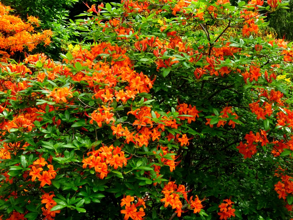 Azalée orange, Azalea mollis orange, Ericacées 