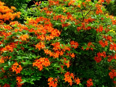 Azalée orange, Azalea mollis orange, Ericacées 