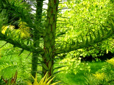 Jeunes troncs et branches de l'Araucaria élégant ou Sapin … 