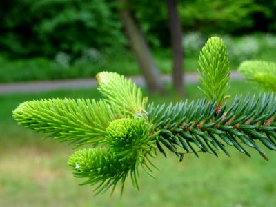 Sapin d'Andalousie ou Sapin d'Espagne, Abies pinsapo, Pina… 