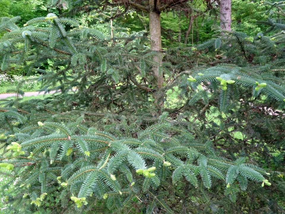 Sapin d'Andalousie ou Sapin d'Espagne, Abies pinsapo, Pina… 
