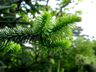 Sapin d'Andalousie ou Sapin d'Espagne, Abies pinsapo, Pina… 