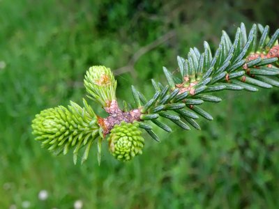 Sapin d'Andalousie ou Sapin d'Espagne, Abies pinsapo, Pina… 