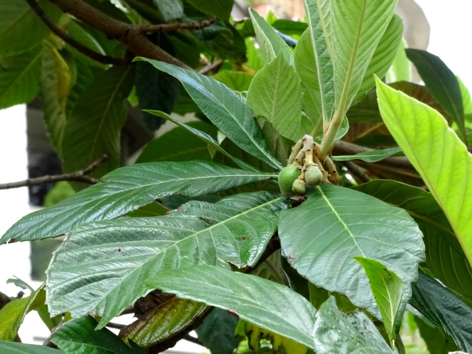 Feuilles et fruits du Néflier du Japon ou bibacier, Eriobo… 