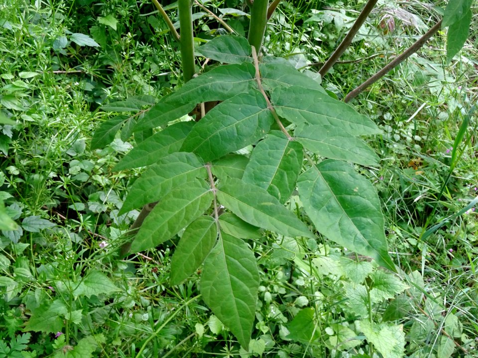 Feuilles d' Ailante glanduleux, Ailanthus altissima, Simar… 