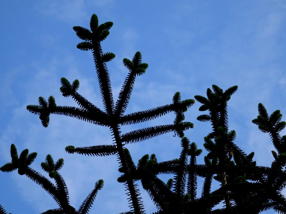 Sapin d'Andalousie ou Sapin d'Espagne, Abies pinsapo, Pina… 