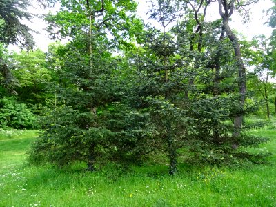 Sapin d'Andalousie ou Sapin d'Espagne, Abies pinsapo, Pina… 