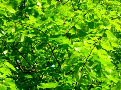 Feuilles du Tilleul à petites feuilles, Tilia cordata, Til… 