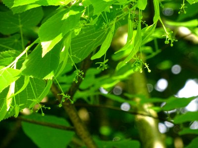 Feuilles et fleurs immatures avec bractées du Tilleul à pe… 