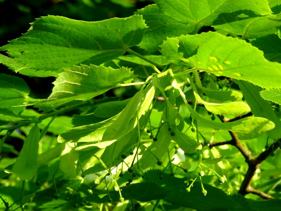 Feuilles et fleurs immatures avec bractées du Tilleul à pe… 