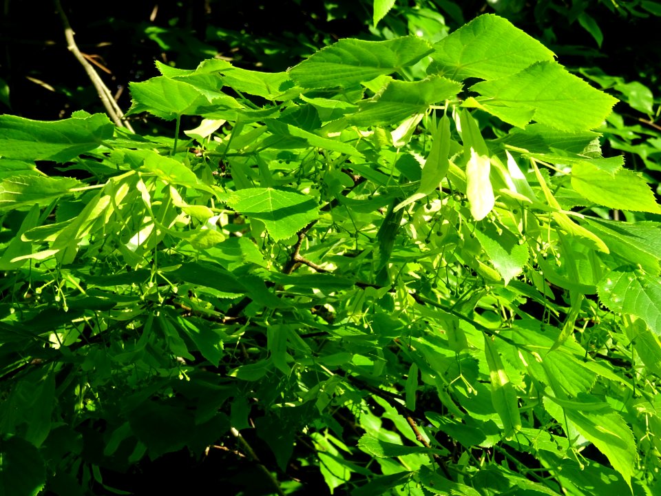 Feuilles et fleurs immatures avec bractées du Tilleul à pe… 