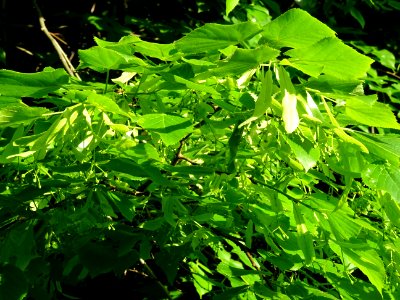 Feuilles et fleurs immatures avec bractées du Tilleul à pe… 